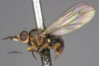Media type: image;   Entomology 13370 Aspect: habitus lateral view